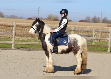 Tinker, Wallach, 4 Jahre, 127 cm, Schecke