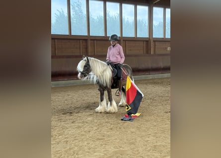 Tinker, Wallach, 4 Jahre, 132 cm, Dunkelfuchs