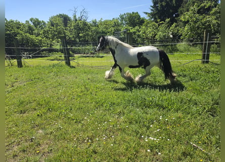Tinker, Wallach, 4 Jahre, 136 cm, Schecke