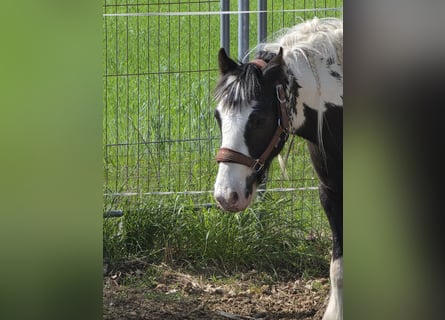 Tinker, Wallach, 4 Jahre, 136 cm, Schecke