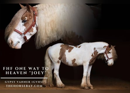 Tinker, Wallach, 4 Jahre, 140 cm, Tobiano-alle-Farben