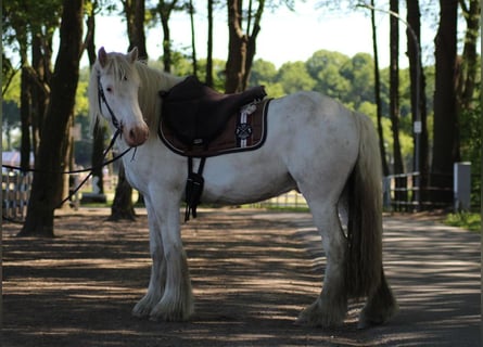 Tinker, Wallach, 4 Jahre, 143 cm, Schimmel