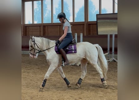 Tinker, Wallach, 4 Jahre, 145 cm, Tigerschecke