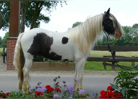 Tinker, Wallach, 4 Jahre, 146 cm, Schecke