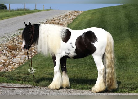 Tinker, Wallach, 4 Jahre, 150 cm, Tobiano-alle-Farben