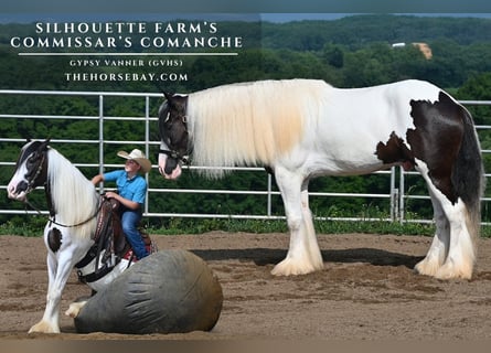 Tinker, Wallach, 4 Jahre, 157 cm, Tobiano-alle-Farben