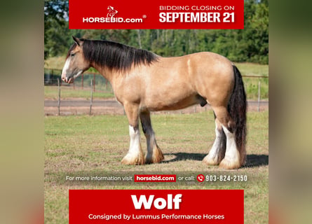 Tinker, Wallach, 4 Jahre, Buckskin