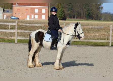 Tinker, Wallach, 5 Jahre, 126 cm, Schecke