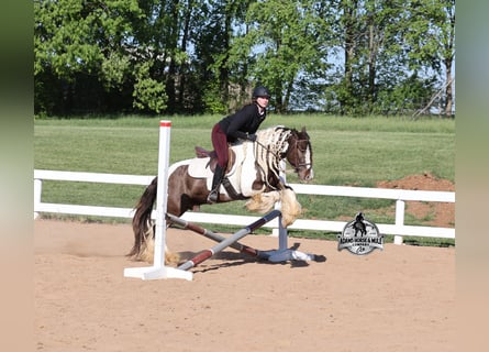 Tinker, Wallach, 5 Jahre, 142 cm, Champagne