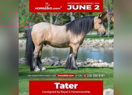 Tinker, Wallach, 5 Jahre, 147 cm, Buckskin