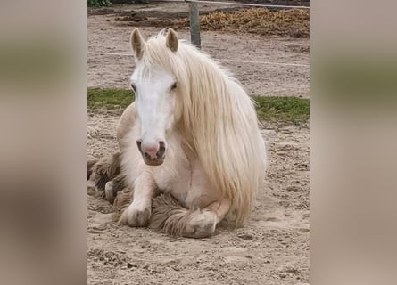 Tinker, Wallach, 5 Jahre, 148 cm, Palomino
