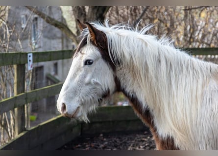 Tinker Mix, Wallach, 5 Jahre, 148 cm, Schecke