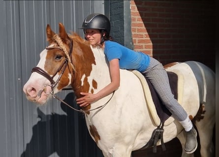 Tinker, Wallach, 5 Jahre, 149 cm, Schecke