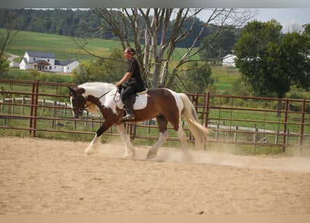 Tinker Mix, Wallach, 5 Jahre, 152 cm, Schecke