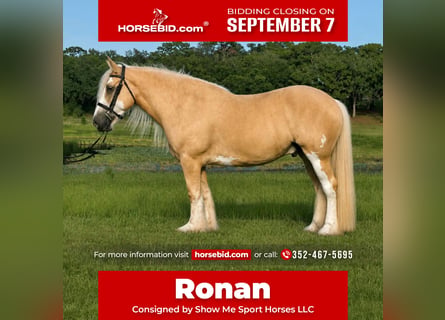 Tinker, Wallach, 5 Jahre, 163 cm, Palomino