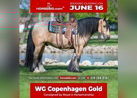 Tinker, Wallach, 5 Jahre, Buckskin