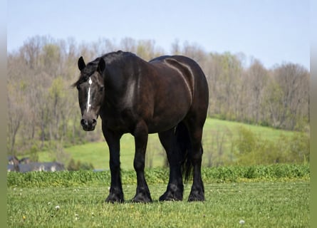 Tinker Mix, Wallach, 5 Jahre, Rappe