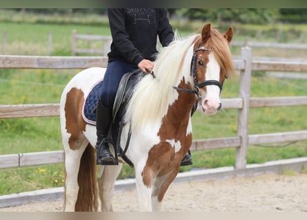 Tinker, Wallach, 6 Jahre, 132 cm, Schecke