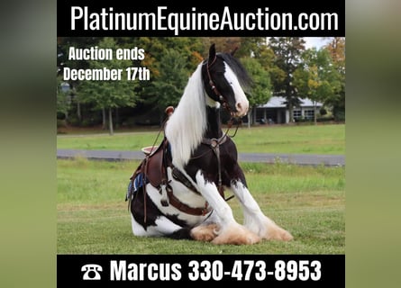 Tinker, Wallach, 6 Jahre, 142 cm, Tobiano-alle-Farben