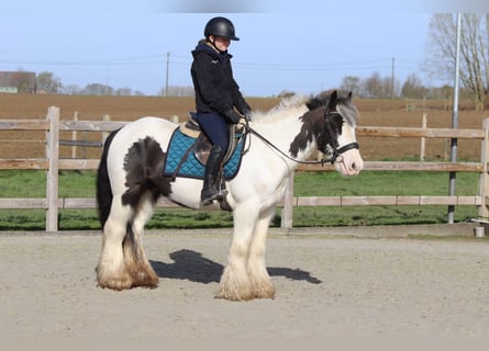 Tinker, Wallach, 6 Jahre, 144 cm, Schecke