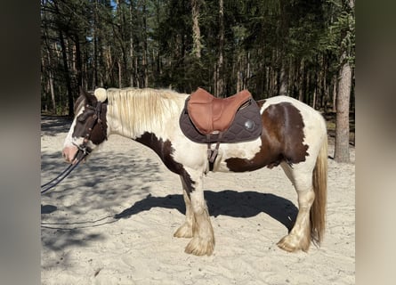 Tinker, Wallach, 6 Jahre, 146 cm, Schecke