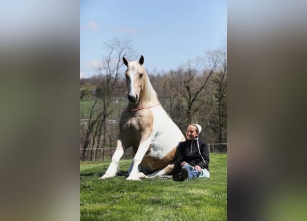 Tinker Mix, Wallach, 6 Jahre, 152 cm, Tobiano-alle-Farben