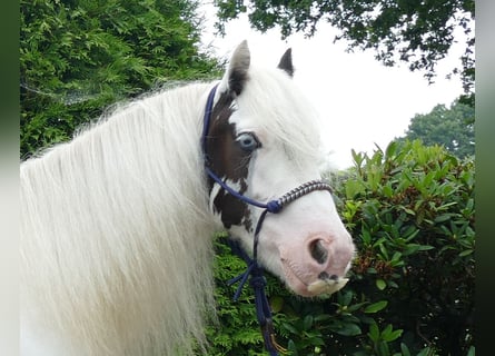 Tinker, Wallach, 7 Jahre, 134 cm, Schecke