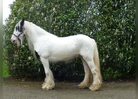 Tinker, Wallach, 7 Jahre, 137 cm, Schecke