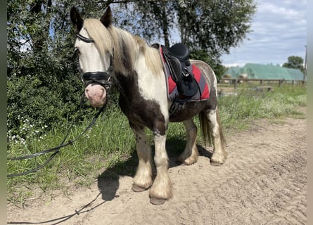 Tinker, Wallach, 7 Jahre, 137 cm, Tobiano-alle-Farben