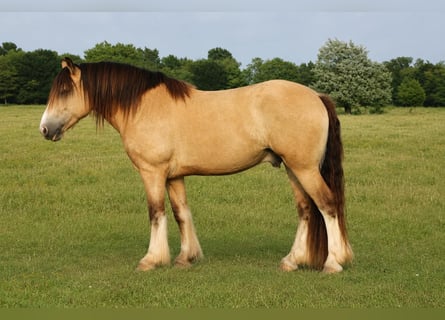 Tinker, Wallach, 7 Jahre, Buckskin