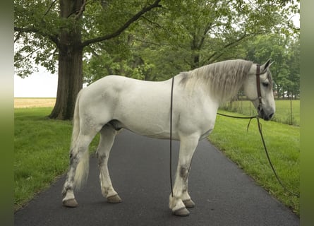 Tinker, Wallach, 7 Jahre, Schimmel