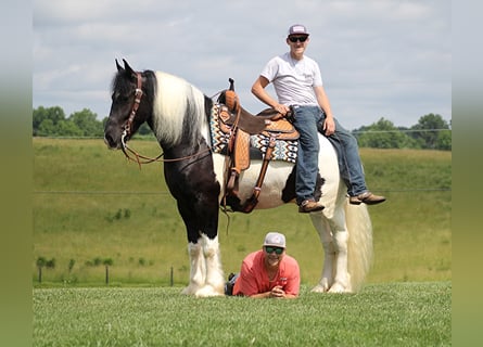 Tinker, Wallach, 7 Jahre, Tobiano-alle-Farben