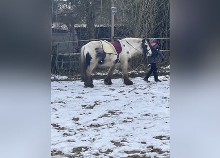 Tinker, Wallach, 8 Jahre, 135 cm, Schecke