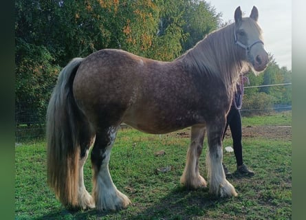 Tinker, Wallach, 8 Jahre, 145 cm, Palomino