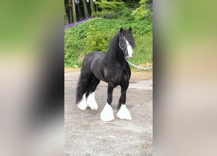 Tinker, Wallach, 9 Jahre, 146 cm, Rappe