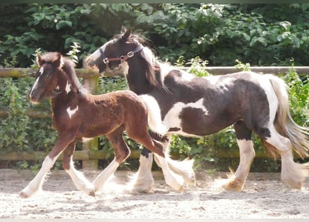 Tinker, Yegua, 13 años, 128 cm