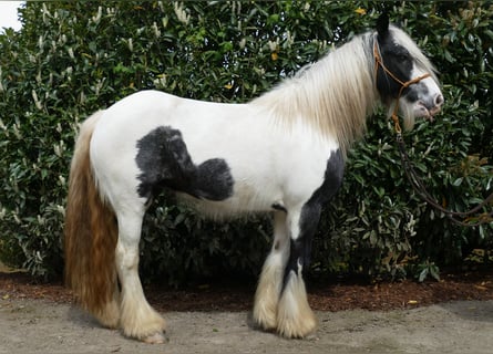 Tinker, Yegua, 13 años, 144 cm, Pío