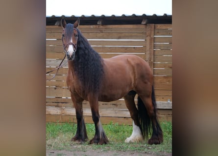 Tinker, Yegua, 13 años, 155 cm, Castaño