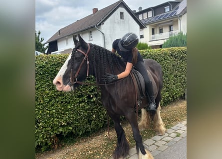 Tinker, Yegua, 16 años, 148 cm, Negro