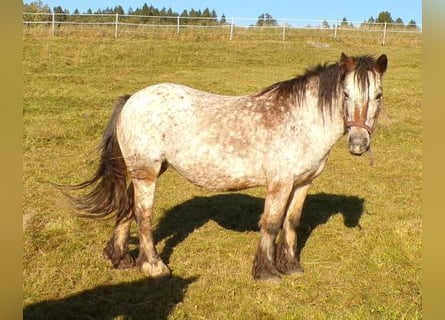 Tinker, Yegua, 18 años, 128 cm, Atigrado/Moteado