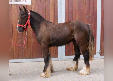 Tinker, Yegua, 1 año, 117 cm