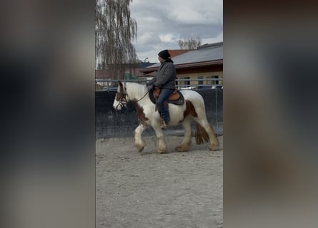 Tinker, Yegua, 3 años, 145 cm, Pío