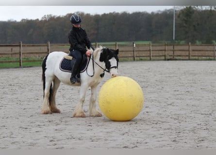 Tinker, Yegua, 4 años, 126 cm, Pío