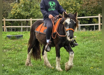 Tinker, Yegua, 4 años, 130 cm, Pío