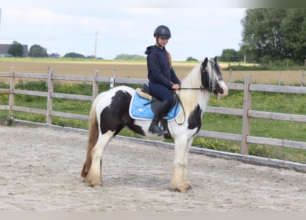 Tinker, Yegua, 4 años, 132 cm, Pío