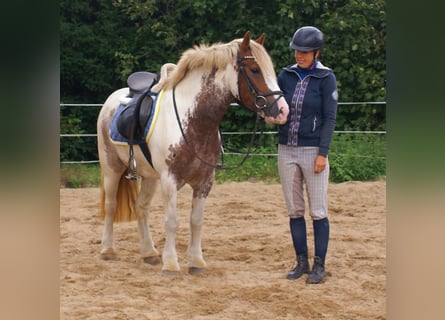 Tinker, Yegua, 4 años, 132 cm, Pío