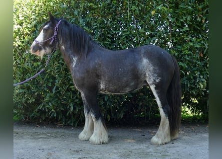 Tinker, Yegua, 4 años, 136 cm, Pío