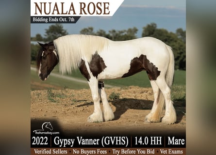Tinker, Yegua, 4 años, 142 cm, Tobiano-todas las-capas