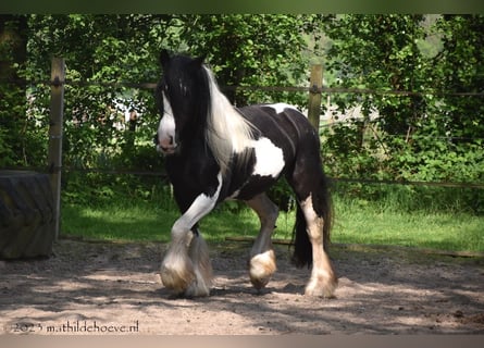 Tinker, Yegua, 4 años, 148 cm, Tobiano-todas las-capas