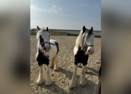 Tinker, Yegua, 4 años, 150 cm, White/Blanco